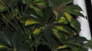 'Chisme No Like' visitó el penthouse de Laura Bozzo en Acapulco