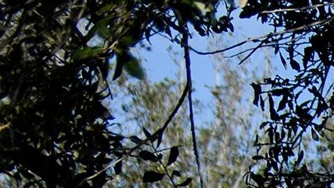 Alguacil del Condado Palm Beach