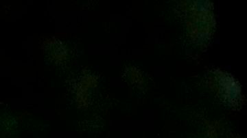 Spring Break Florida