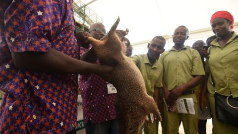 Un agutí en Abiyán, África Occidental.