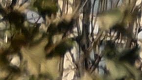 Los índices de contaminación mejoraron gracias a la pandemia.