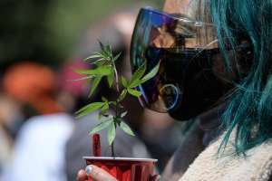 Neoyorquinos con condenas por marihuana tendrán primeras licencias de venta