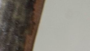 El perezoso se quedó sorprendido al ver de cerca al niño.