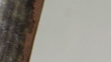 El perezoso se quedó sorprendido al ver de cerca al niño.