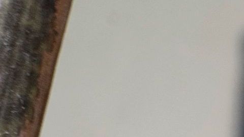 El perezoso se quedó sorprendido al ver de cerca al niño.