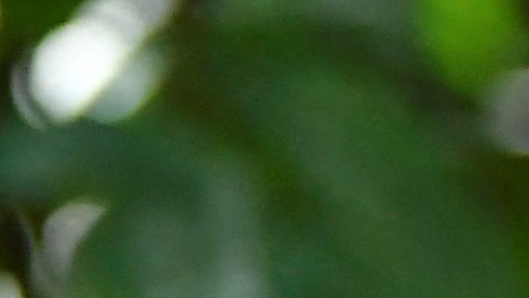 El príncipe William y Kate Middleton durante su viaje al Caribe