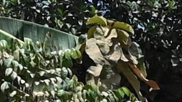 Musulmanes rohinya Birmania