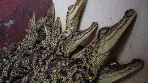 Thais Turn To Crocodile Meat As Pork Prices Soar