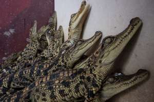 Hombre de California es acusado de contrabandear más de 1,700 reptiles en territorio estadounidense