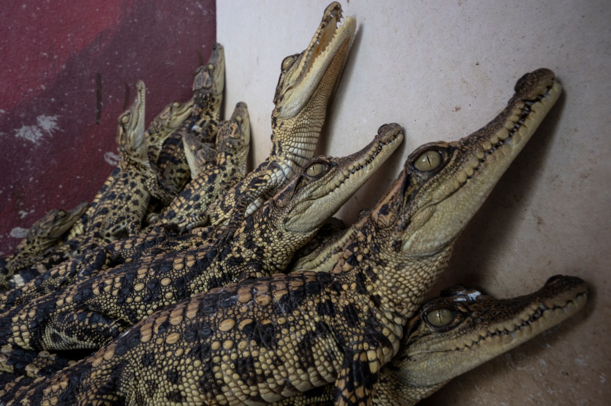 Hombre de California es acusado de contrabandear más de 1,700 reptiles