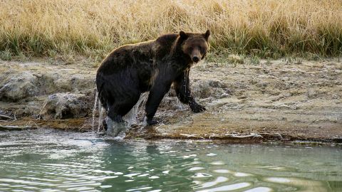 US-PARKS-YELLOSTONE NATIONAL PARK