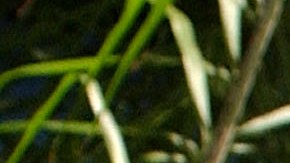 WIll Smith (R) comparte con Muhammad Ali durante la premiere de la película Ali en 2001.