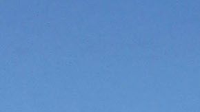 Los científicos aún no han podido explicar por qué en ocasiones las ballenas piloto se desvían de sus rutas.