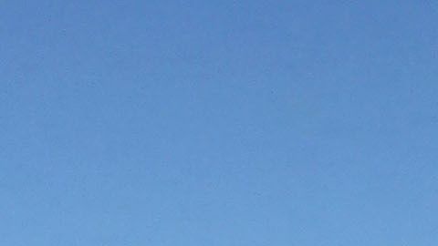 Los científicos aún no han podido explicar por qué en ocasiones las ballenas piloto se desvían de sus rutas.