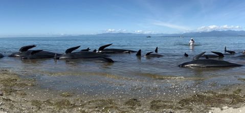 Los científicos aún no han podido explicar por qué en ocasiones las ballenas piloto se desvían de sus rutas.