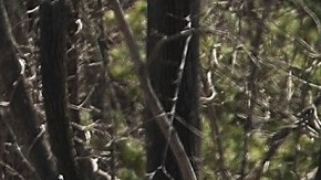 Los cuatro cuerpos de los adolescentes fueron hallados en un parque de Central Islip.