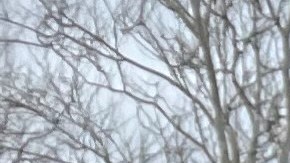 Decenas de inmigrantes y activistas marcharon hacia el Capitolio en Albany para exigir a legisladores aprobar la Ley de Cobertura para Todos.