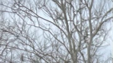 Decenas de inmigrantes y activistas marcharon hacia el Capitolio en Albany para exigir a legisladores aprobar la Ley de Cobertura para Todos.