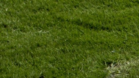 NFL levanta medidas contra el Covid