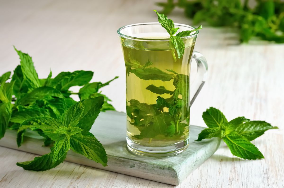 Té de menta