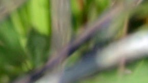 Un caimán mata a un pitbull en una Florida bajo alerta por la primavera.