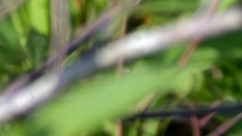 Un caimán mata a un pitbull en una Florida bajo alerta por la primavera.