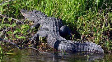 Un caimán mata a un pitbull en una Florida bajo alerta por la primavera.