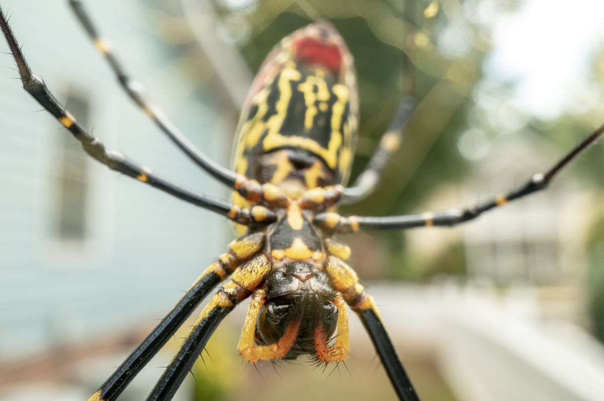 La araña Joro es multicolor y es originaria de Japón.