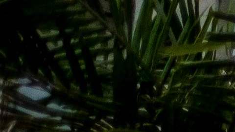 Asesinatos en Puerto Rico.