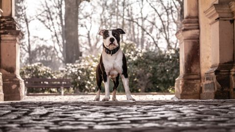 El ataque de los perros provocó que la mujer perdiera ambos brazos.