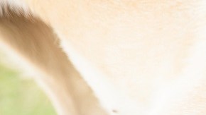 Pagan $6,600 dólares por oler las heces de tu perro durante 8 semanas: cómo y dónde