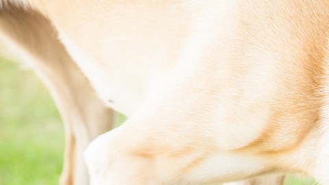 Pagan $6,600 dólares por oler las heces de tu perro durante 8 semanas: cómo y dónde