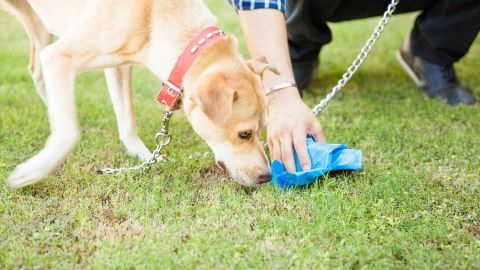 Pagan $6,600 dólares por oler las heces de tu perro durante 8 semanas: cómo y dónde