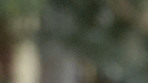 Policía de Honduras.