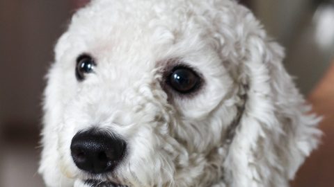 perro