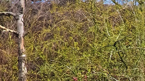 El sujeto se quedó atrapado en un baño móvil de Naples.