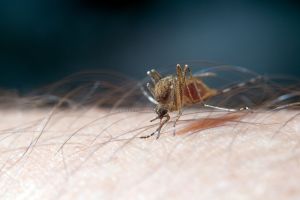 Mosquitos: Los colores que les gustan y los que no a estos molestos insectos
