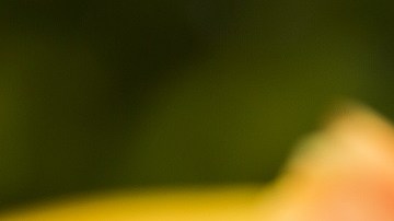 Papaya fresca picada