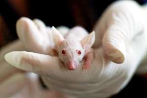 Terapia de "rejuvenecimiento" celular revierte los signos de envejecimiento en ratones, según estudio