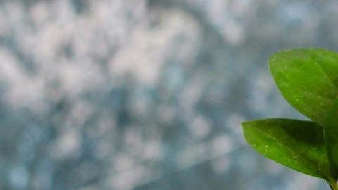 Ritual de luna nueva 2022 para tener dinero, que puedes hacer en casa