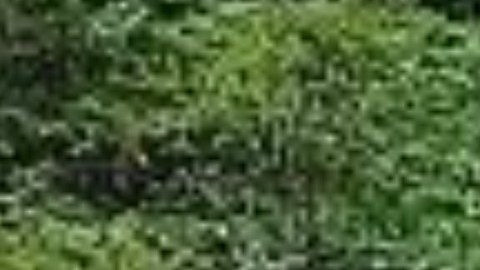 FOTOS: Famosa piedra “maldita” que encerraba el espíritu de un demonio en Japón, se partió en dos