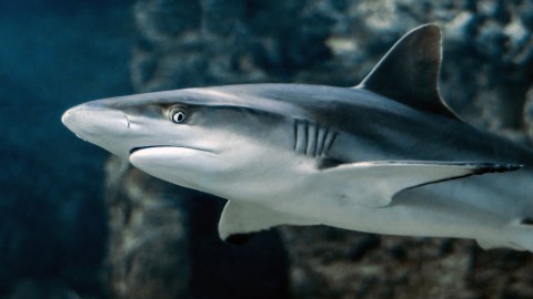 Los científicos descubrieron que los tiburones no duermen de la misma manera que los mamíferos.