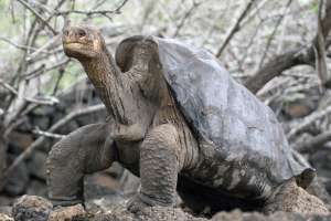 Hallan una nueva especie de tortuga gigante en las Islas Galápagos