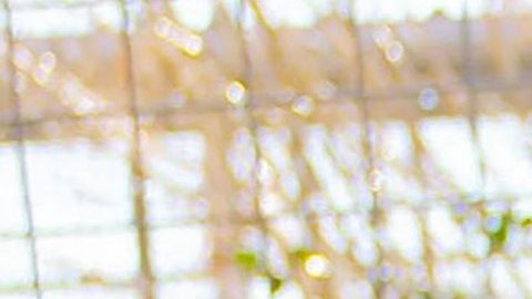 Joe Exotic, la estrella de “Tiger King”, está ansioso por casarse con el hombre que conoció tras las rejas.