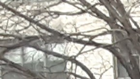 Patrulla escolar de NYPD/Archivo.