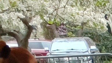 La deliverista mexicana, Ernestina López tiene seis años ofreciendo sus servicios sobre ruedas. Ahora tiene más entusiasmo de "echarle ganas".