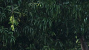 Nueva caravana migrante se entrega a autoridades mexicanas tras 40 kilómetros