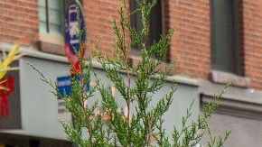 Comisionado de Transporte anuncia 21 calles abiertas más en la ciudad de Nueva York