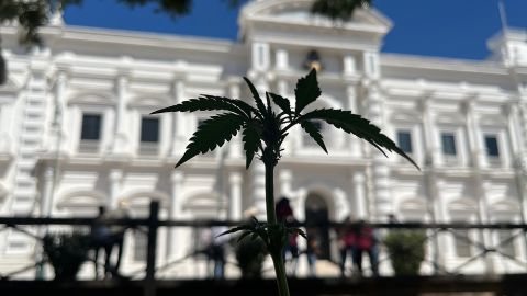 Activistas impulsan que indígenas siembren marihuana en noroeste de México