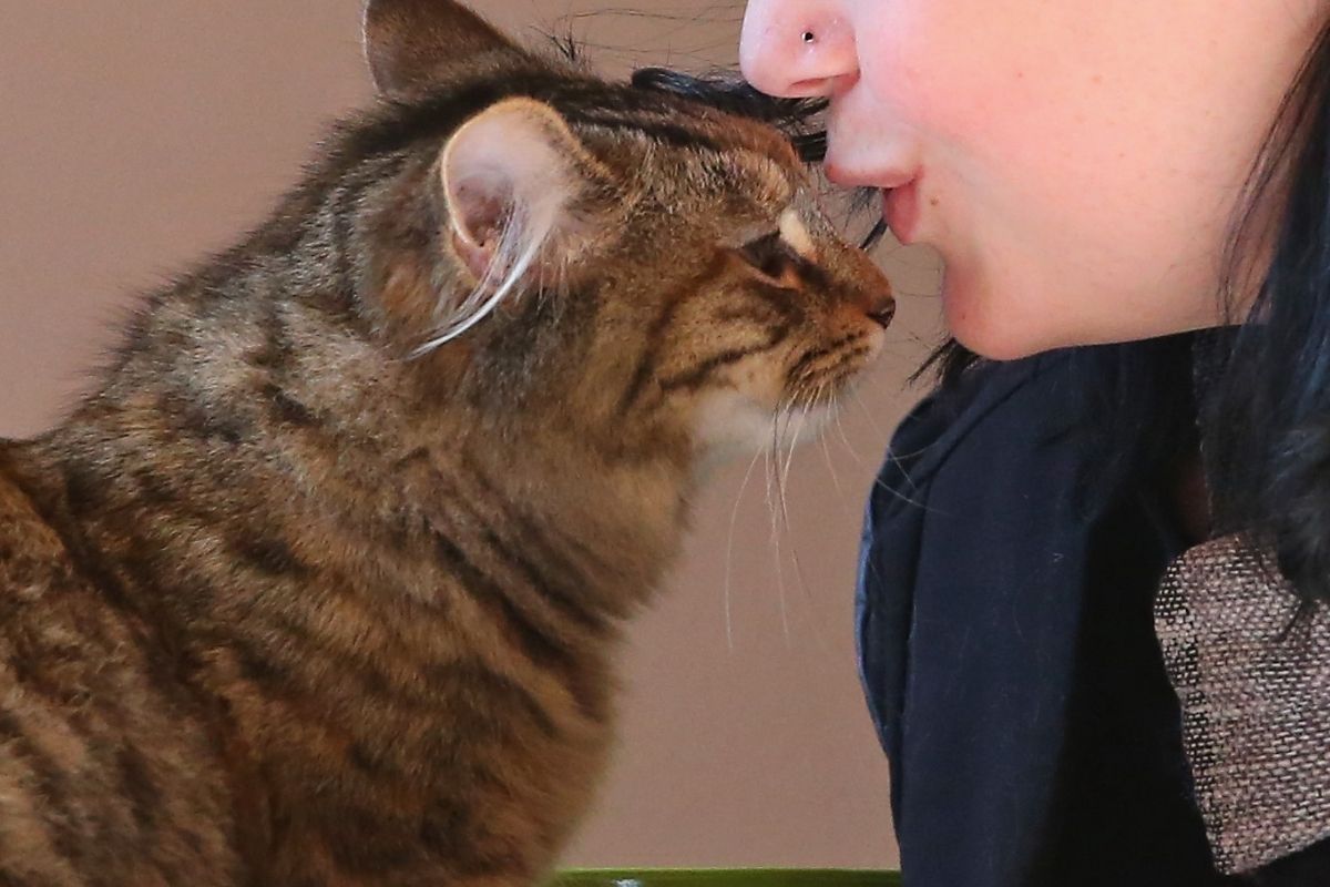 Amor animal! Mujer se casa con su gato para que su casero no la corriera -  El Diario NY